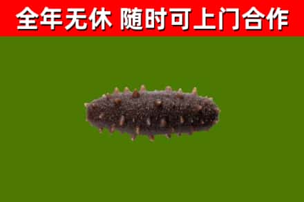 甘南市烟酒回收干海参.jpg